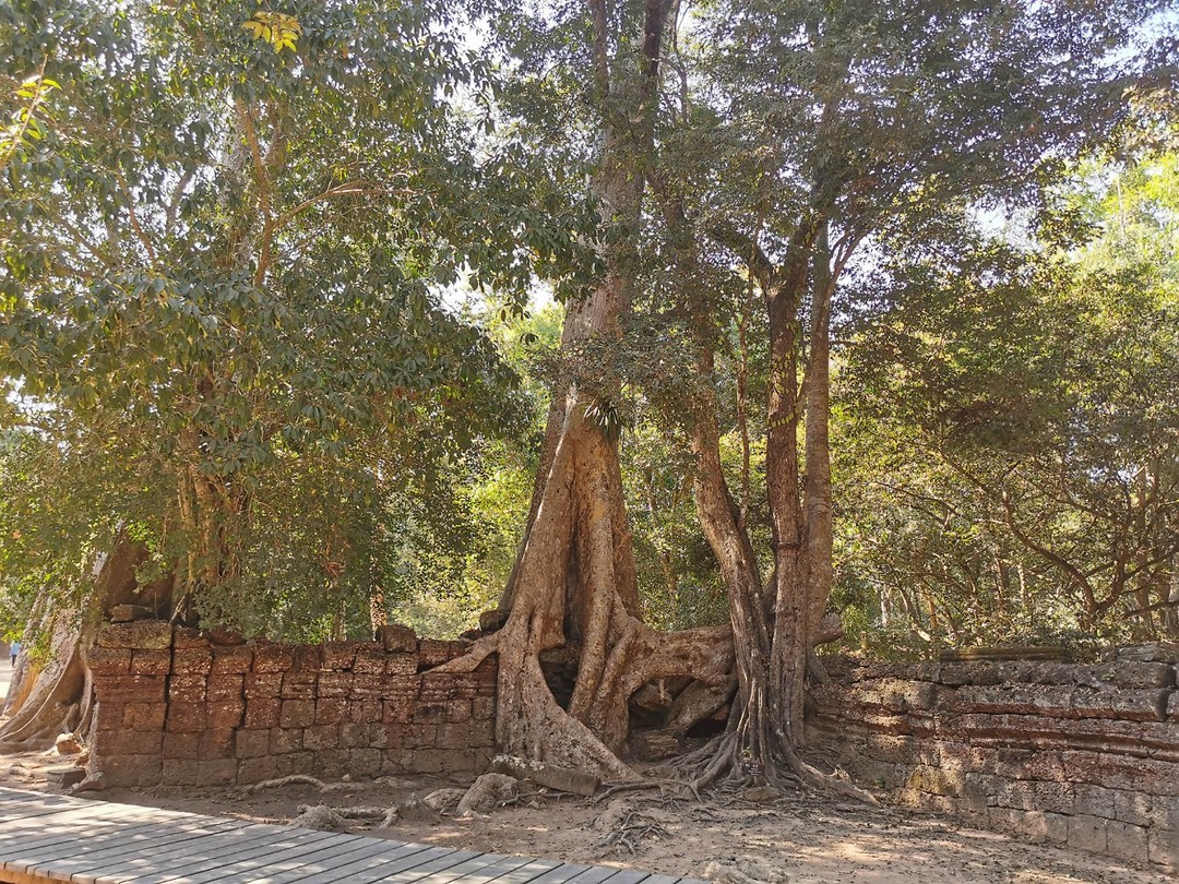 Ta Prohm Temple