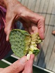 Zaadjes lotusbloem