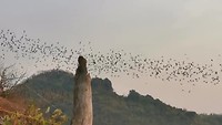 Bats & Sunset