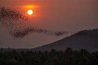 Bats & Sunset