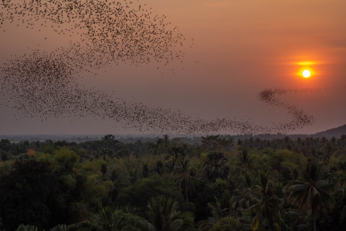 Bats & Sunset Foto
