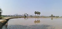 Rijstvelden Kanchanaburi