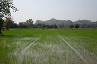 Rijstvelden Kanchanaburi