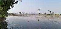 Rijstvelden Kanchanaburi