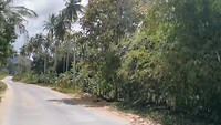 Tussen de palmbomen