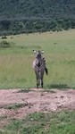 Hallo zebra!