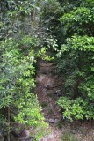 Daintree