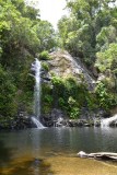 Daintree
