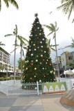 Kerstboom in Cairns