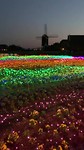 Huis ten bosch - flower road avond