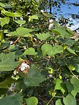 IMG_4613