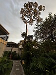 IMG_4709