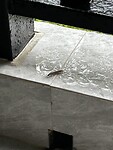 IMG_4710