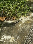 IMG_4714