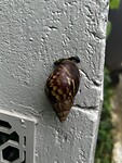 IMG_4715