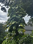 IMG_4716