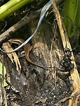 IMG_4717