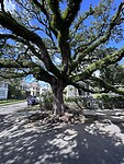 IMG_6296