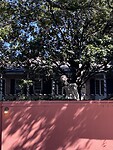 IMG_6339