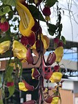 IMG_7348