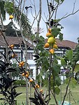 IMG_7352