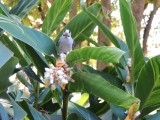 Botanic Gardens