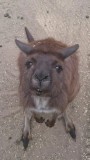G'day mate