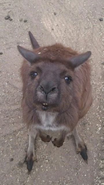 G'day mate