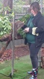 Koala hospital