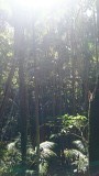 Rainforest