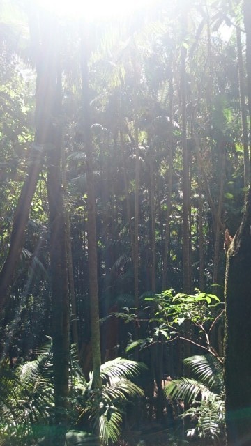 Rainforest