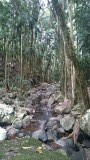 Rainforest