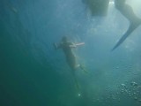 Snorkelen