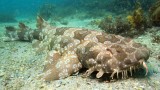 Wobbegong Shark