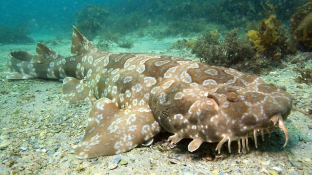 Wobbegong Shark