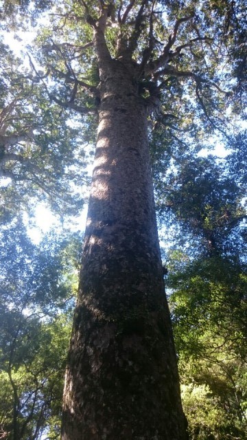 Kauri boom