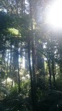 Rainforest met kauri bomen