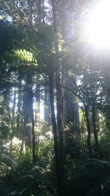 Rainforest met kauri bomen
