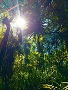 Rainforest