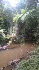 Rainforest