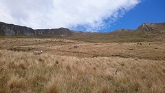 Roys peak track