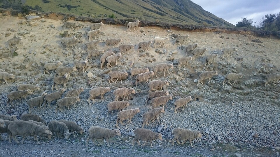 Schapen file