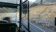 Schapen file