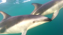 Dusky Dolphins