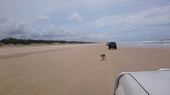 Dingo!
