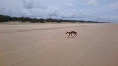 Dingo!