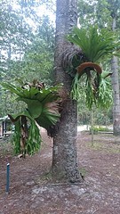 Fraser Island