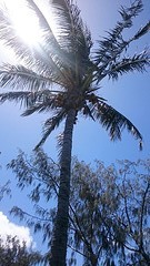 Palmboom