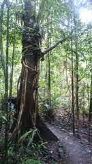Beautiful tree