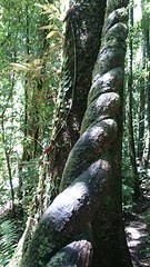 Rainforest